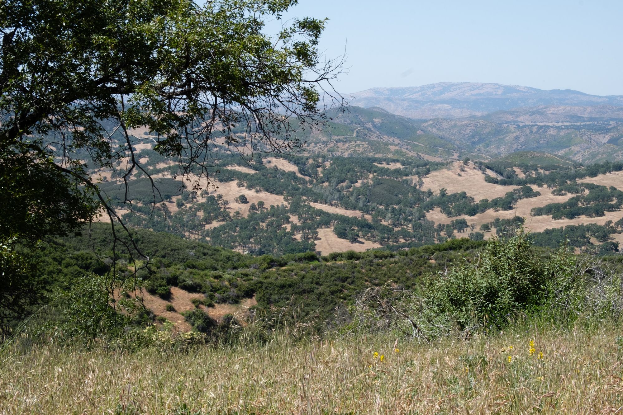 View of hills, yellow grass green tree hills in the foreground and more brownish mountains in the back